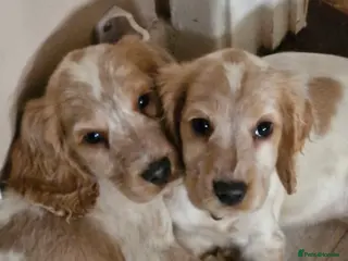 Cocker Spaniel dogs KC REGISTERED COCKER SPANIELS - Advert 7
