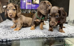 Miniature Dachshund dogs for sale: Longhaired miniature dachshund puppies KC reg. - Image 6