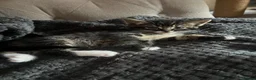 Mixed Breed cats for sale: 1 Male Tabby kitten for sale - Advert 1