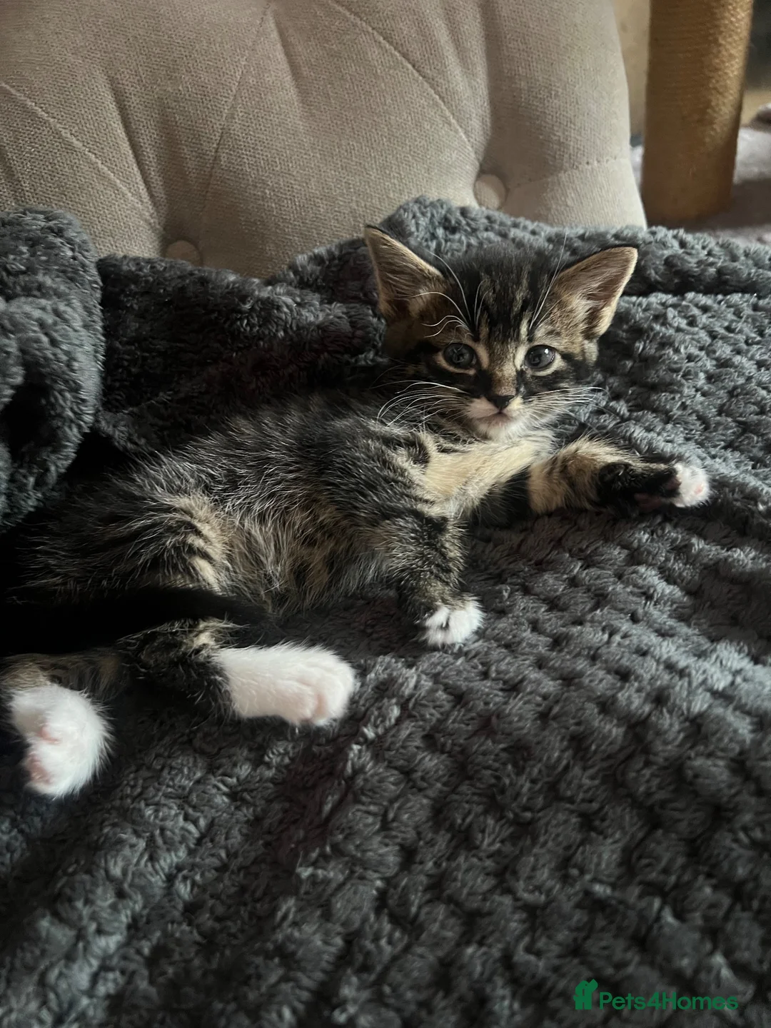 Mixed Breed cats for sale: 1 Male Tabby kitten for sale - Advert 1