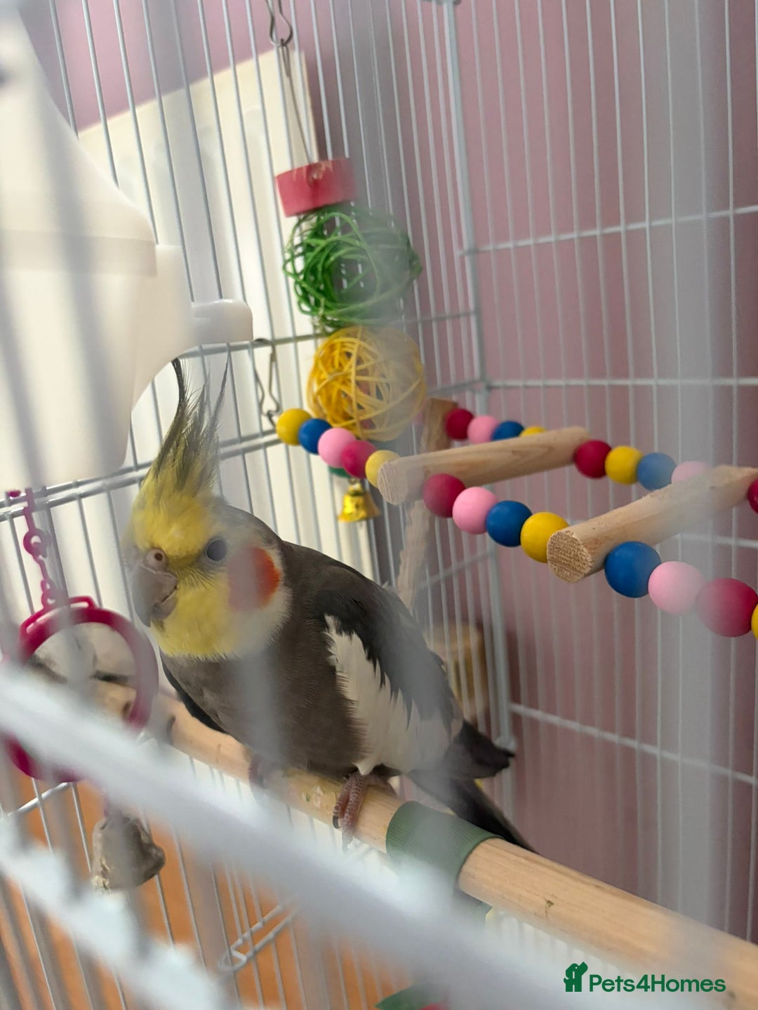 Cockatiels birds for sale: Cockatiel male  - Advert 4