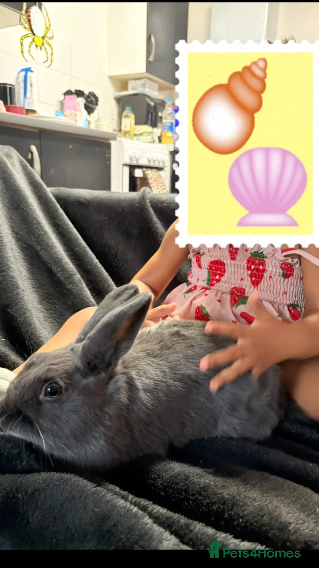 Mixed Breed rabbits for sale: Male blue rabbit  - Advert 2