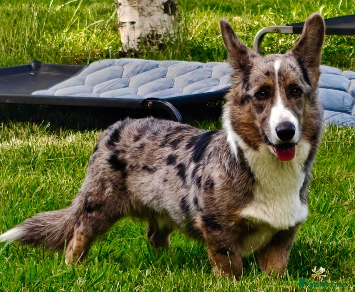Welsh Corgi Cardigan dogs 🐾 GARRY – Male Welsh Corgi Cardigan 🐾 - Advert 1