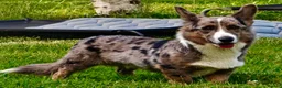 Welsh Corgi Cardigan dogs for adoption: 🐾 GARRY – Male Welsh Corgi Cardigan 🐾 - Advert 1