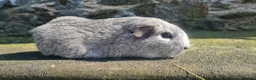 Guinea Pig rodents for sale: Female guinea pigs. in Totnes - Advert 11