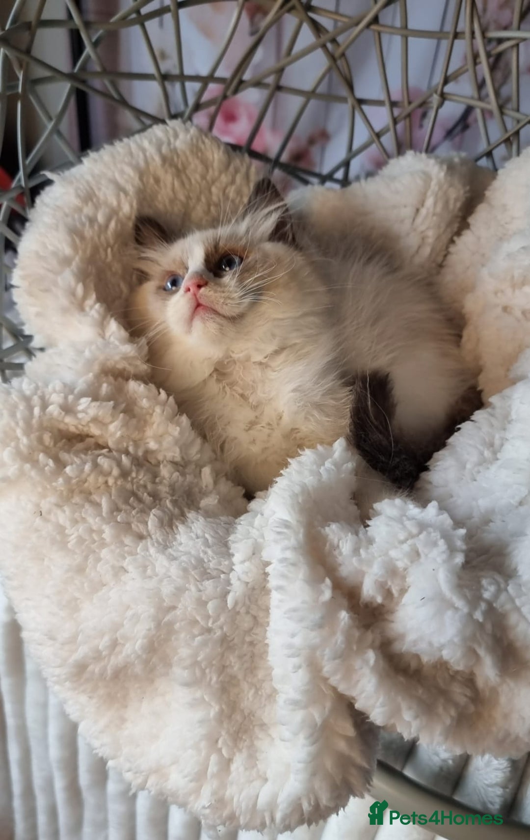 Ragdoll cats for sale: Quality Tica reg Ragdoll kittens  - Image 25