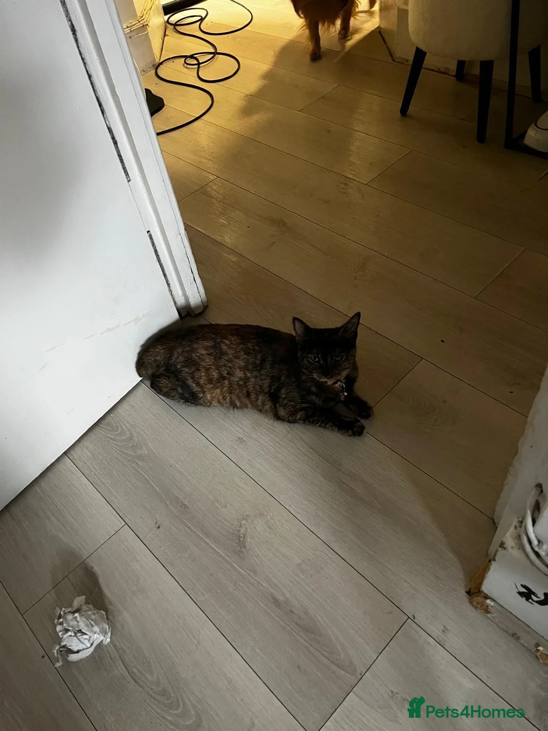 Domestic Shorthair cats for adoption: Rescue bonded pair of torties need home to share in Hook - Advert 2