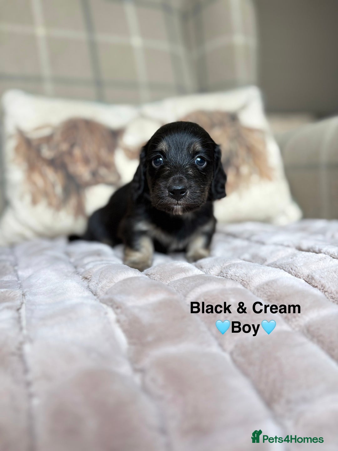 Miniature Dachshund dogs for sale: 🩷LONG HAIRED CREAM DACHSHUNDS🩵 - Advert 11