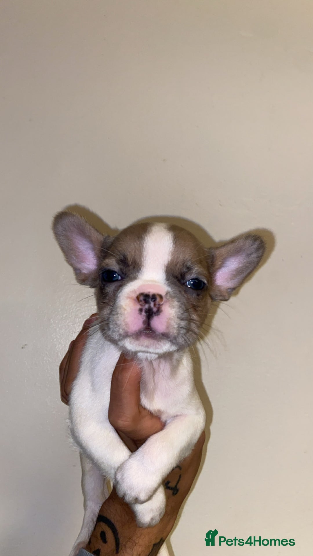 French Bulldog dogs for sale: True type frenchie puppies  - Advert 3