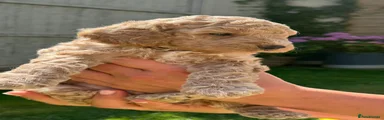 Cockapoo 1