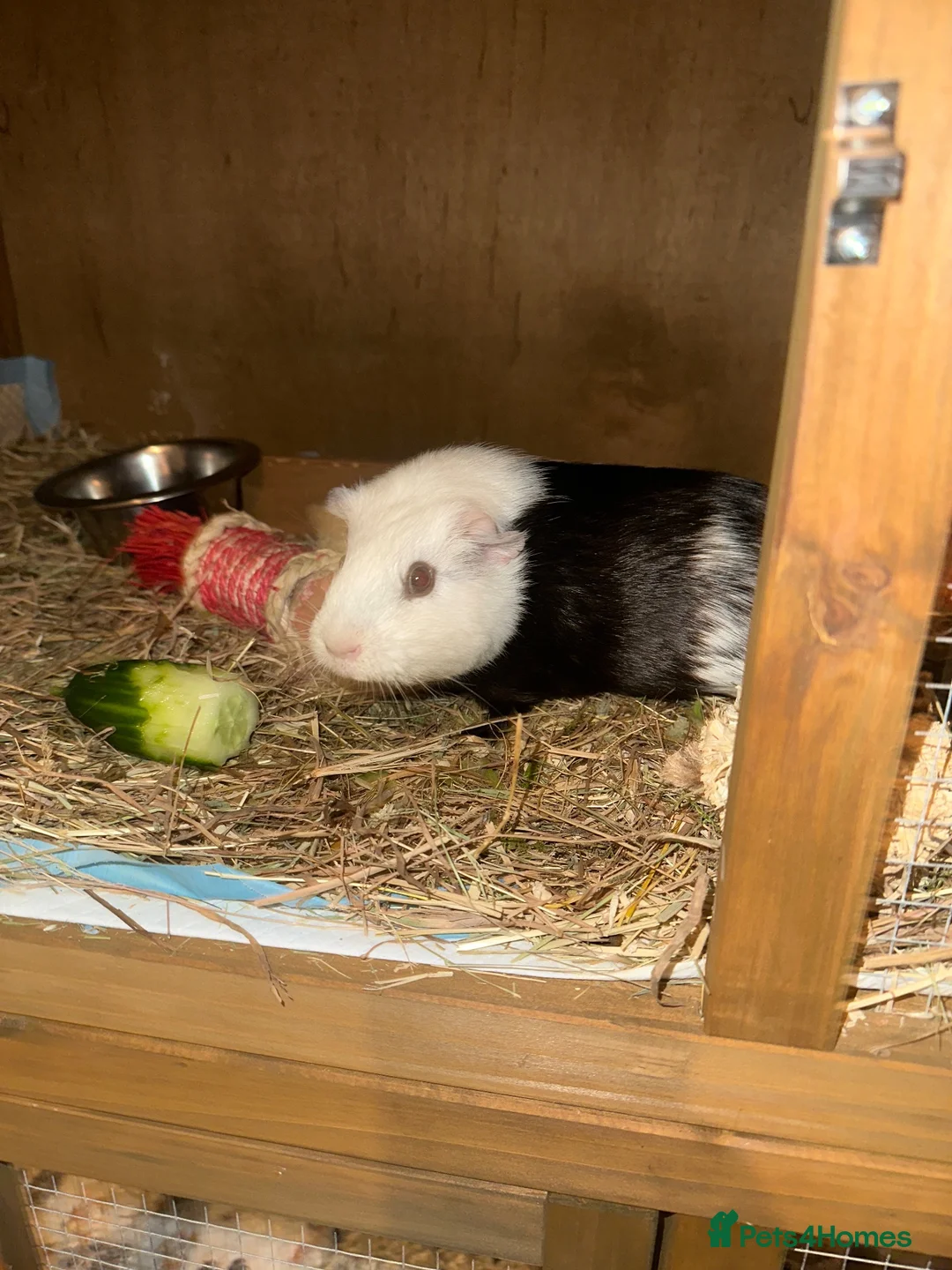 Guinea Pig rodents for sale: 2x female guinea pigs  in Shrewsbury - Advert 2