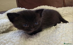 Ragdoll cats for sale: Ragdoll x BSH kittens (individually priced) - Image 5