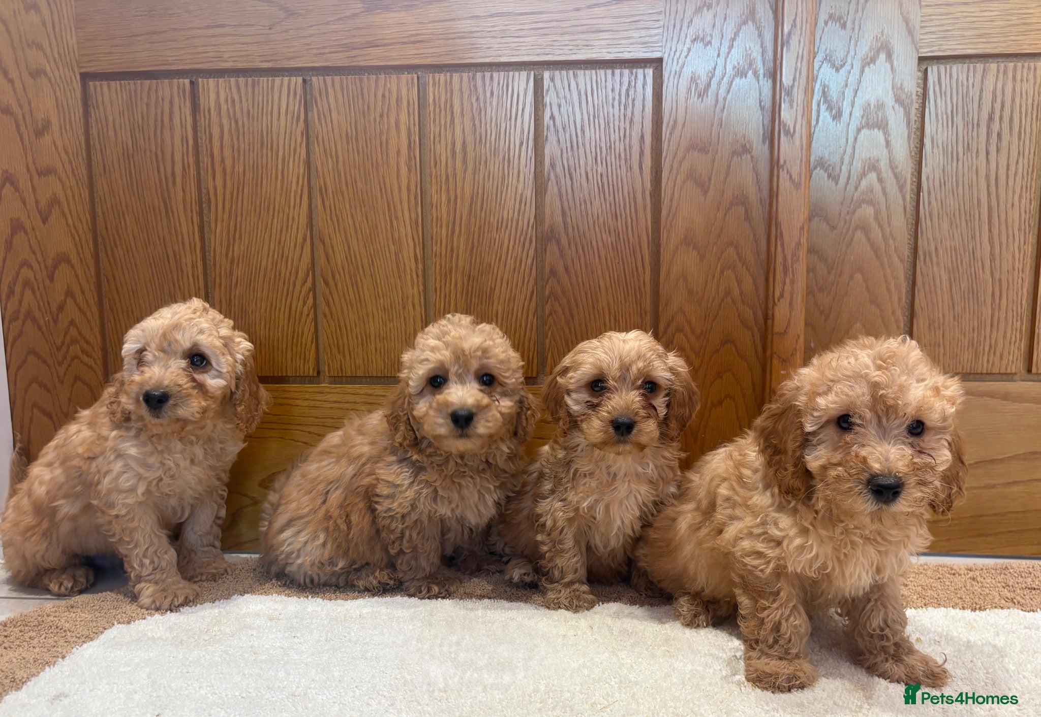 Cavapoo dogs Extensively health tested red Cavapoo babies - Advert 1