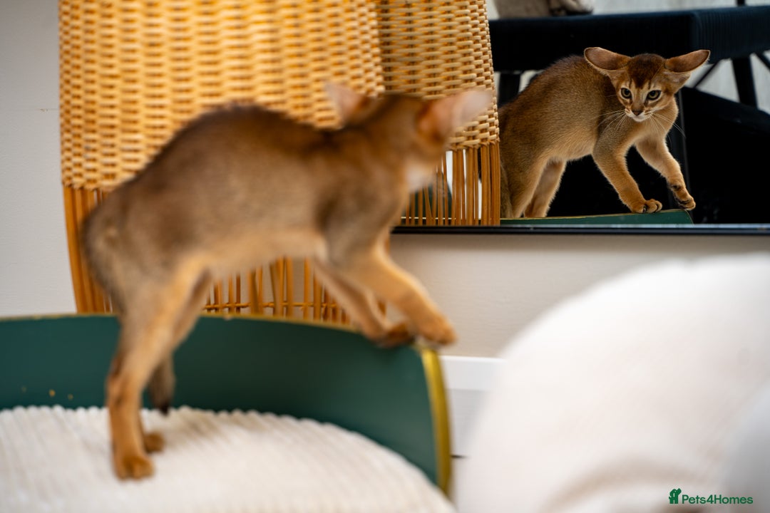 Abyssinian cats for sale: Vanilla Boy-Exceptional Abyssinian-Champion line - Advert 12