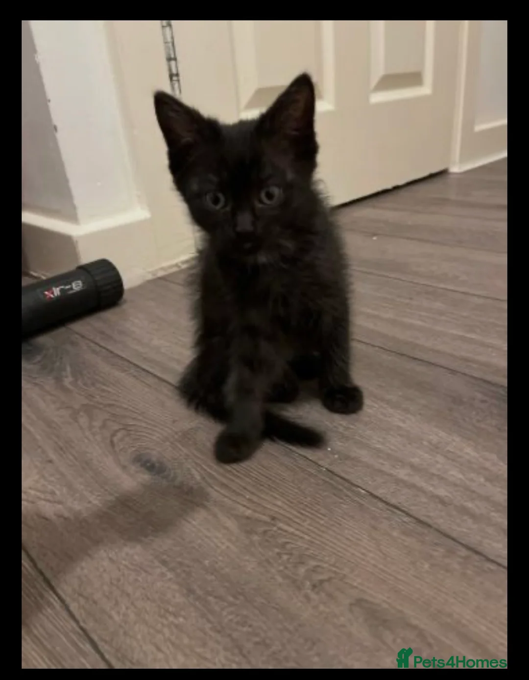 Ragdoll cats for sale: Ragdoll cross kittens  - Advert 2