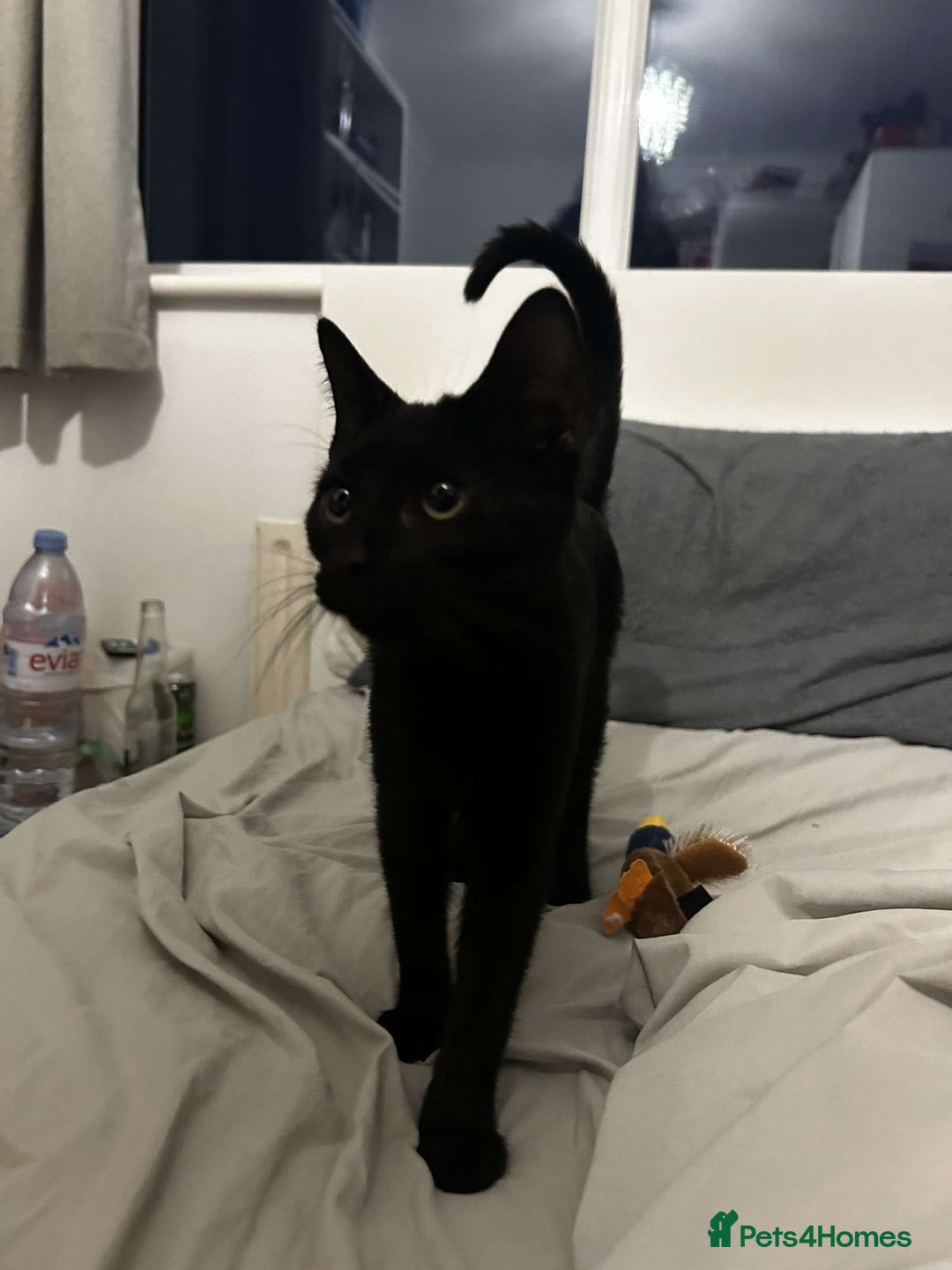 Domestic Shorthair cats for sale: female black kitten  - Image 5