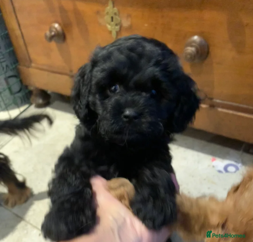 Cavapoo dogs for sale: 🐩 Stunning Chocolate mini KC Poodle – Lorde– 🐩 - Advert 19