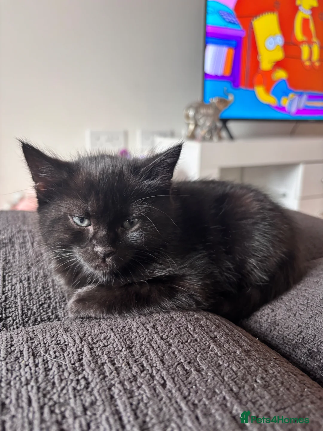 Mixed Breed cats for sale: Bengal cross kitten - Advert 1