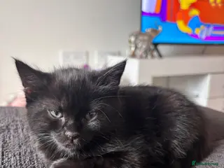 Mixed Breed cats Bengal cross kitten - Advert 1