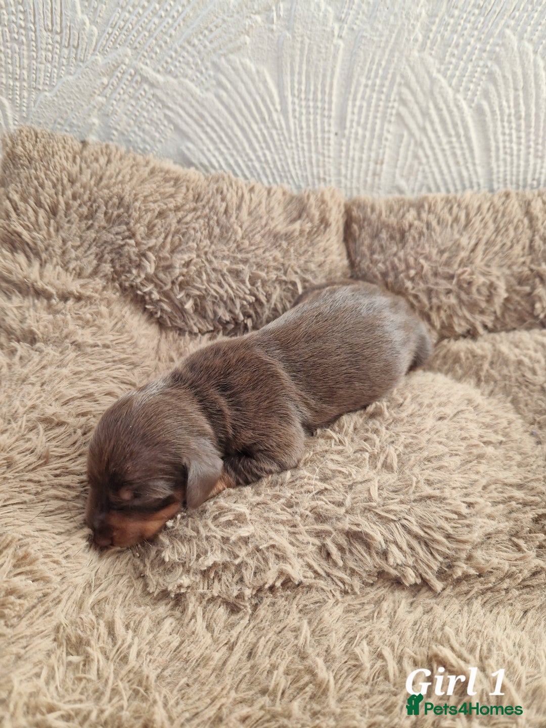 Miniature Dachshund dogs for sale: Beautiful Miniature Daschund Puppies For Sale - Advert 3