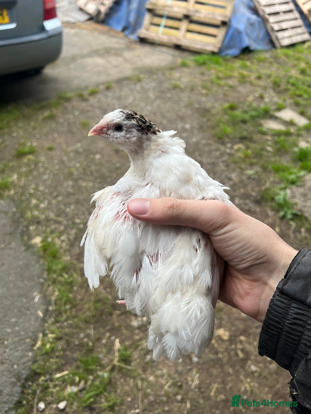 Quail poultry for sale: Trio White Jumbo Quail - Image 2