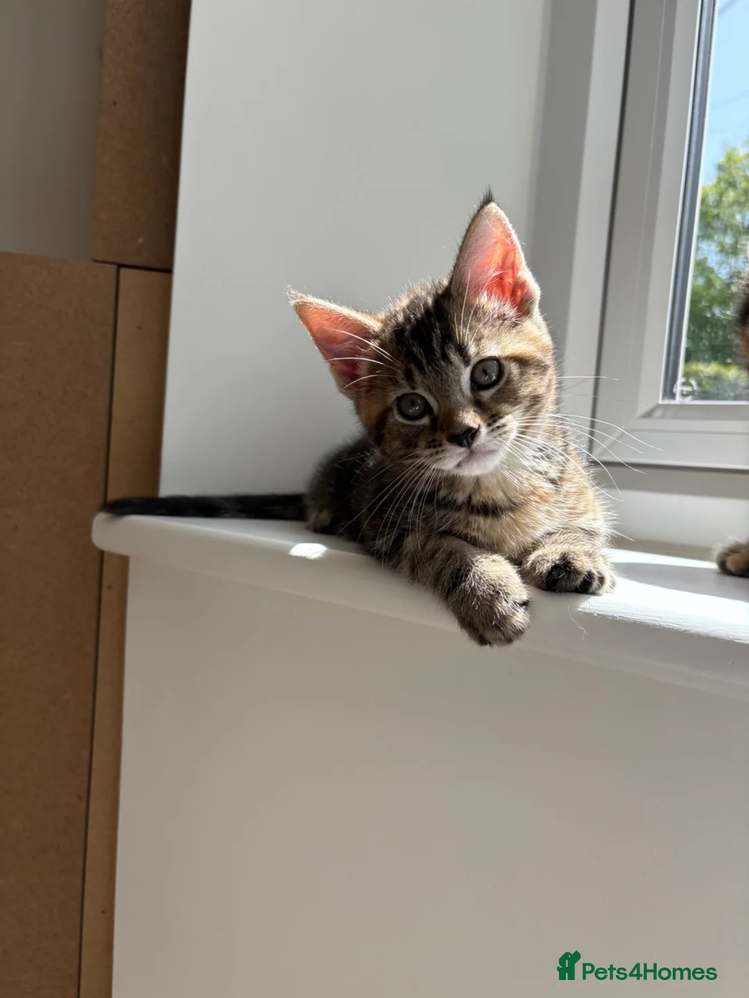 Mixed Breed cats for sale: Maine Coon X kitten - Oxfordshire - Advert 1