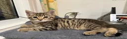 Mixed Breed cats for sale: 2 Cute Tabby Kittens Looking for a Loving Home  - Advert 4