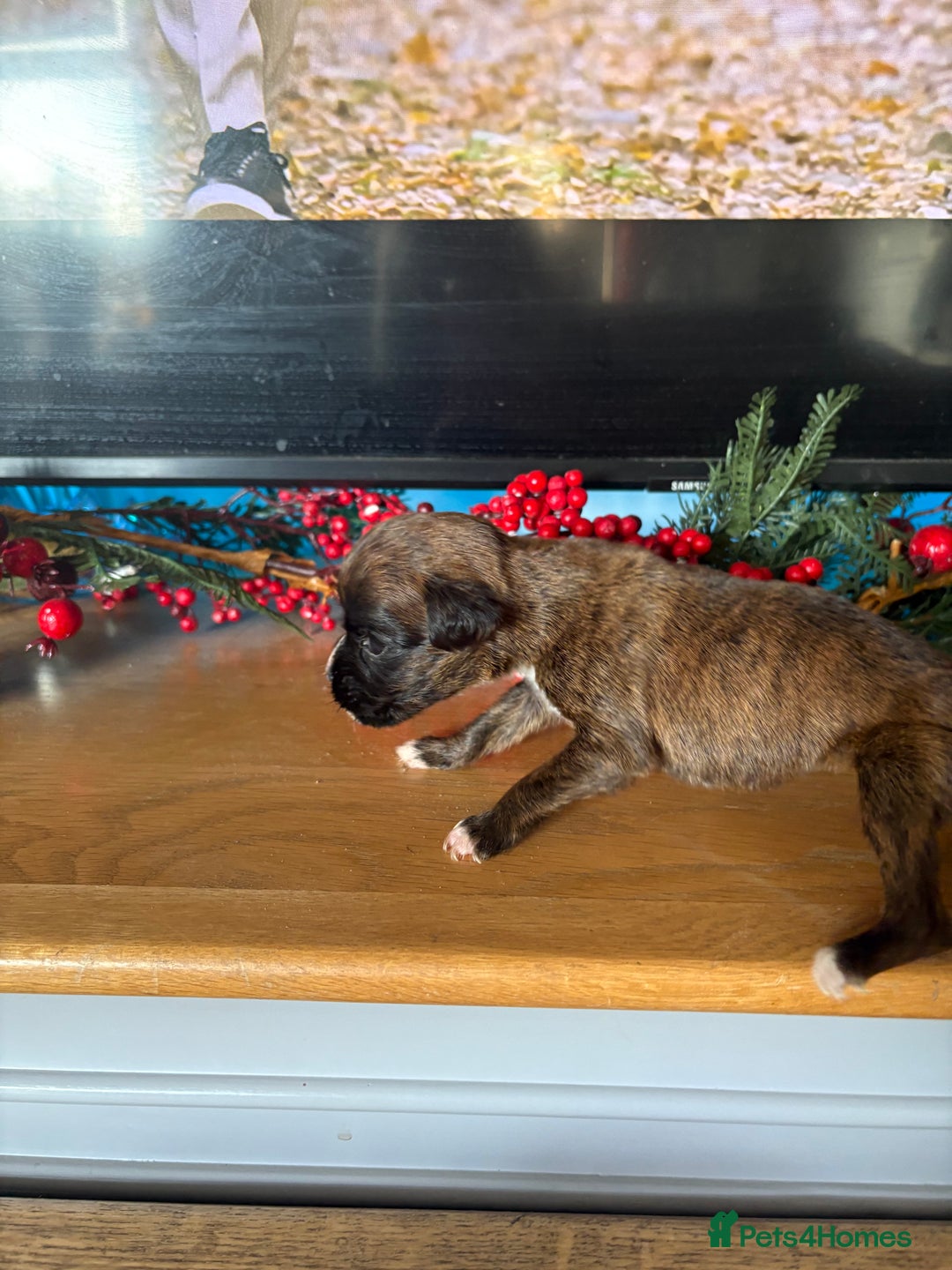 Boxer dogs for sale: KC registered boxer puppies  - Advert 19