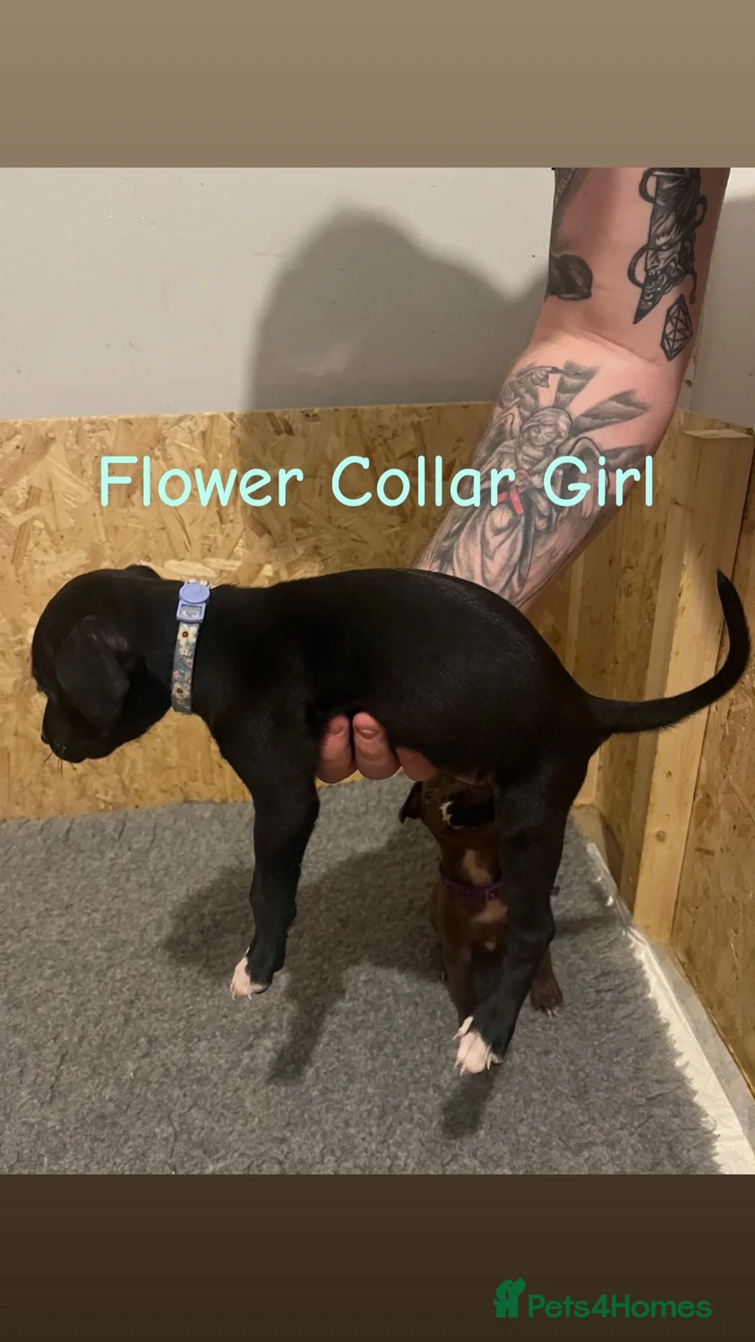 Mixed Breed dogs for sale: 2 Lurcher x Staffy pups left - READY TO LEAVE! - Advert 19