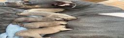Mixed Breed dogs for sale: American bully cross mixed breed  in Doncaster - Advert 10