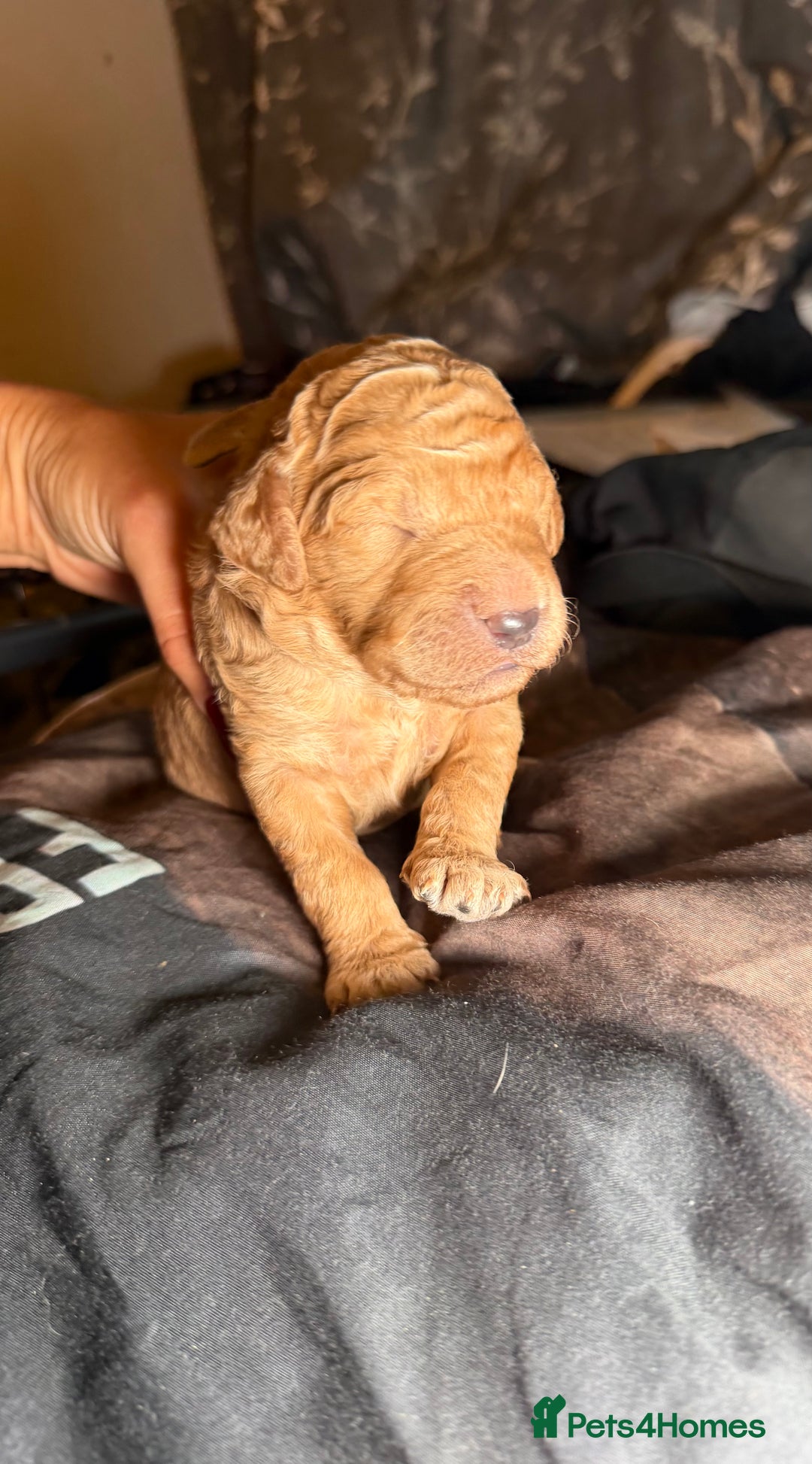 Goldendoodle dogs for sale: Beautiful Rainbow Litter of Goldendoodles - Advert 8