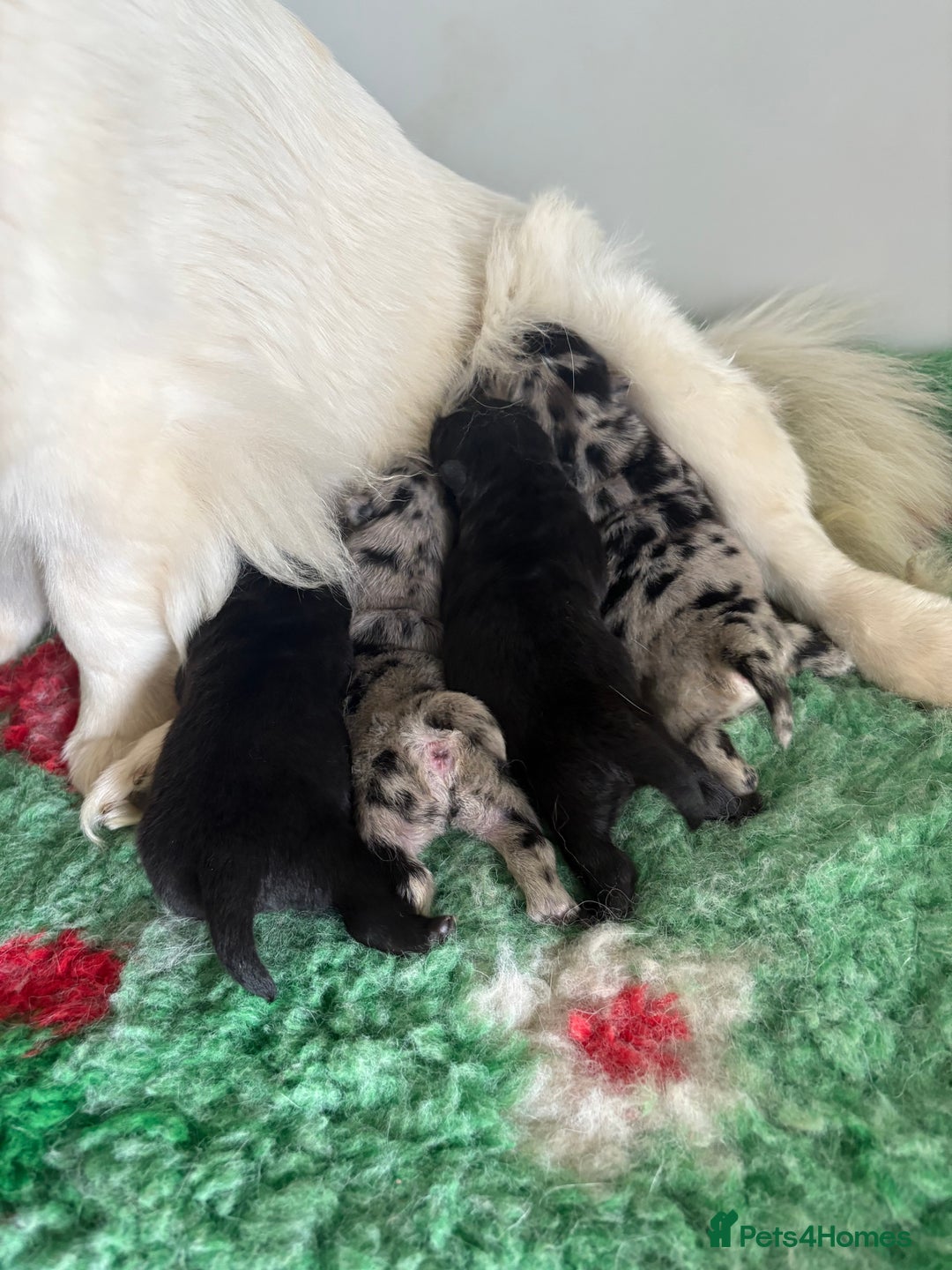 Chow Chow dogs for sale: Ocean Eyed Bear faced Chow Chows  - Image 7