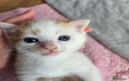 Mixed Breed cats for sale: Beautiful fluffy ginger kittens - Image 2