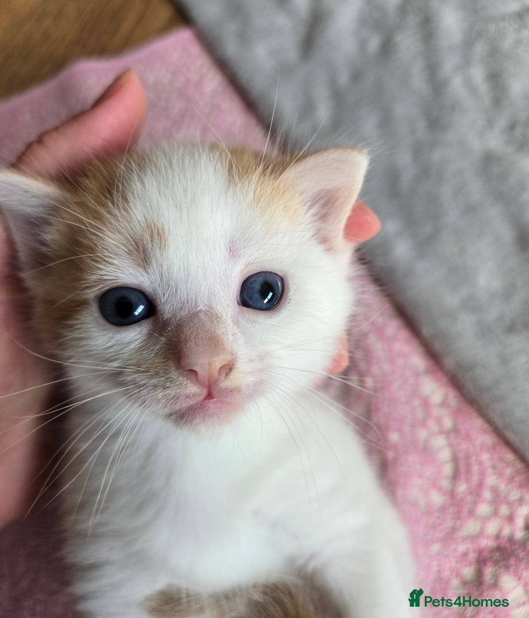 Mixed Breed cats for sale: Beautiful fluffy ginger kittens - Image 2