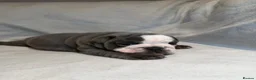 English Bulldog dogs for sale: Elite Quality English Bulldog Puppies ! - Advert 8