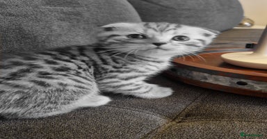 Scottish Fold cats - Advert 1