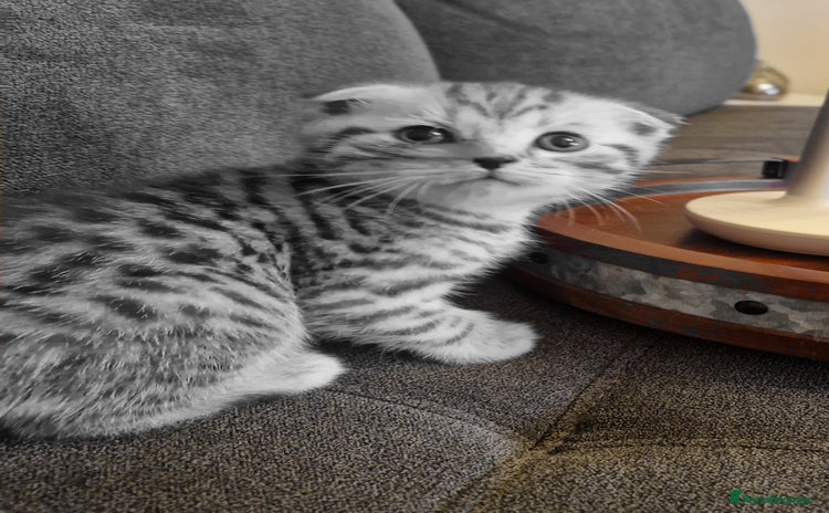 Scottish Fold cats - Advert 3