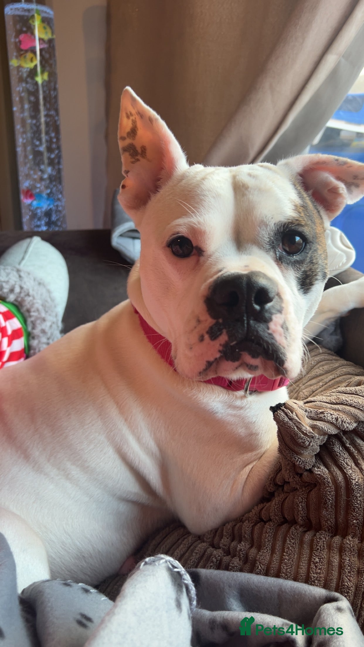 Mixed Breed dogs 7 gorgeous American Bulldog x Springer Spaniel - Advert 3