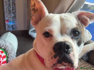 Mixed Breed dogs 7 gorgeous American Bulldog x Springer Spaniel - Advert 3