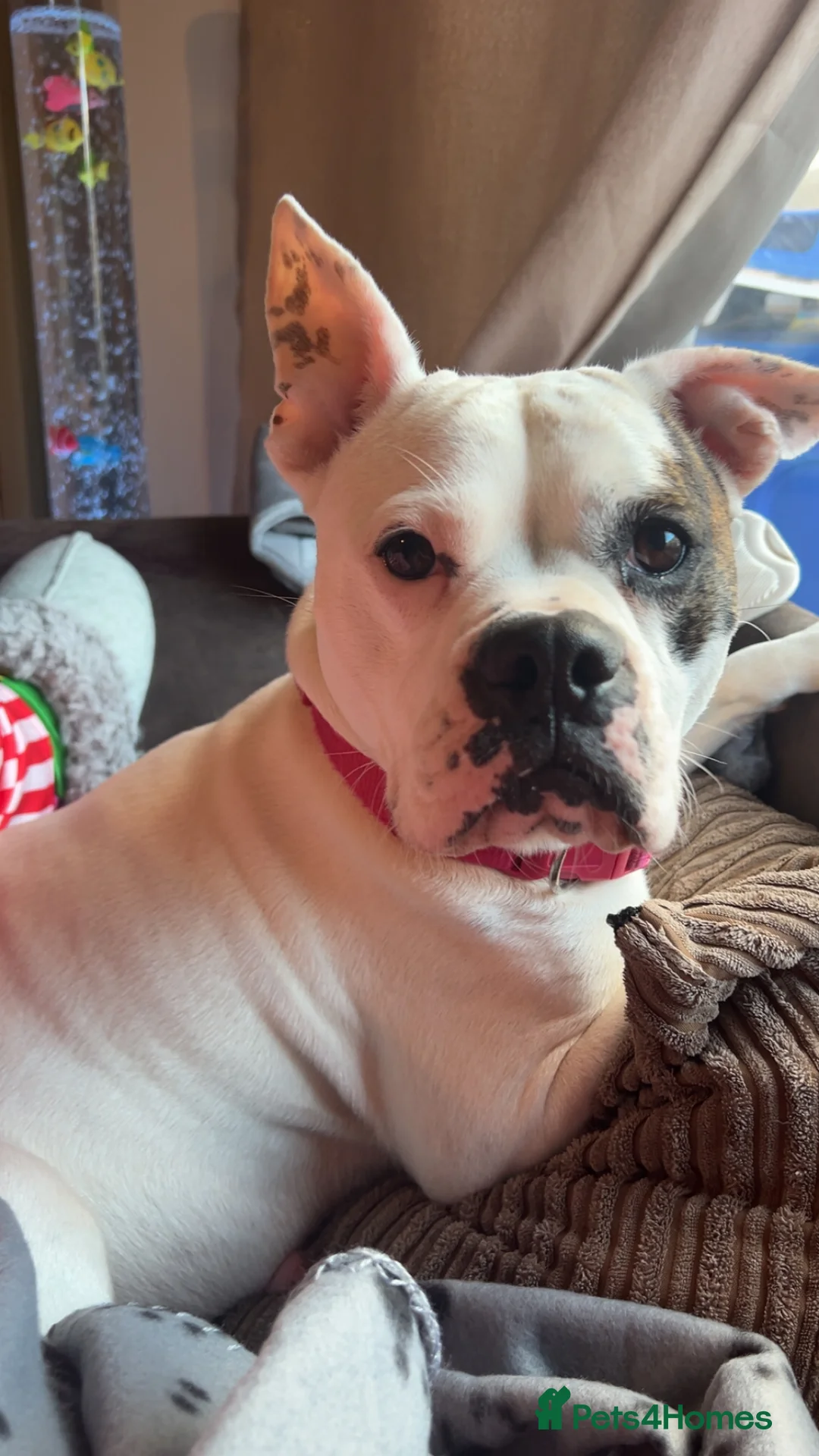 Mixed Breed dogs for sale: 7 gorgeous American Bulldog x Springer Spaniel - Advert 1