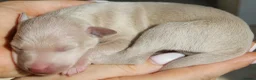 Italian Greyhound dogs for sale: Italian Greyhound Puppies. 5* Licensed Breeder - Advert 13
