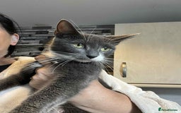 British Shorthair cats for sale: Beautiful British Shorthair Kittens  - Image 7