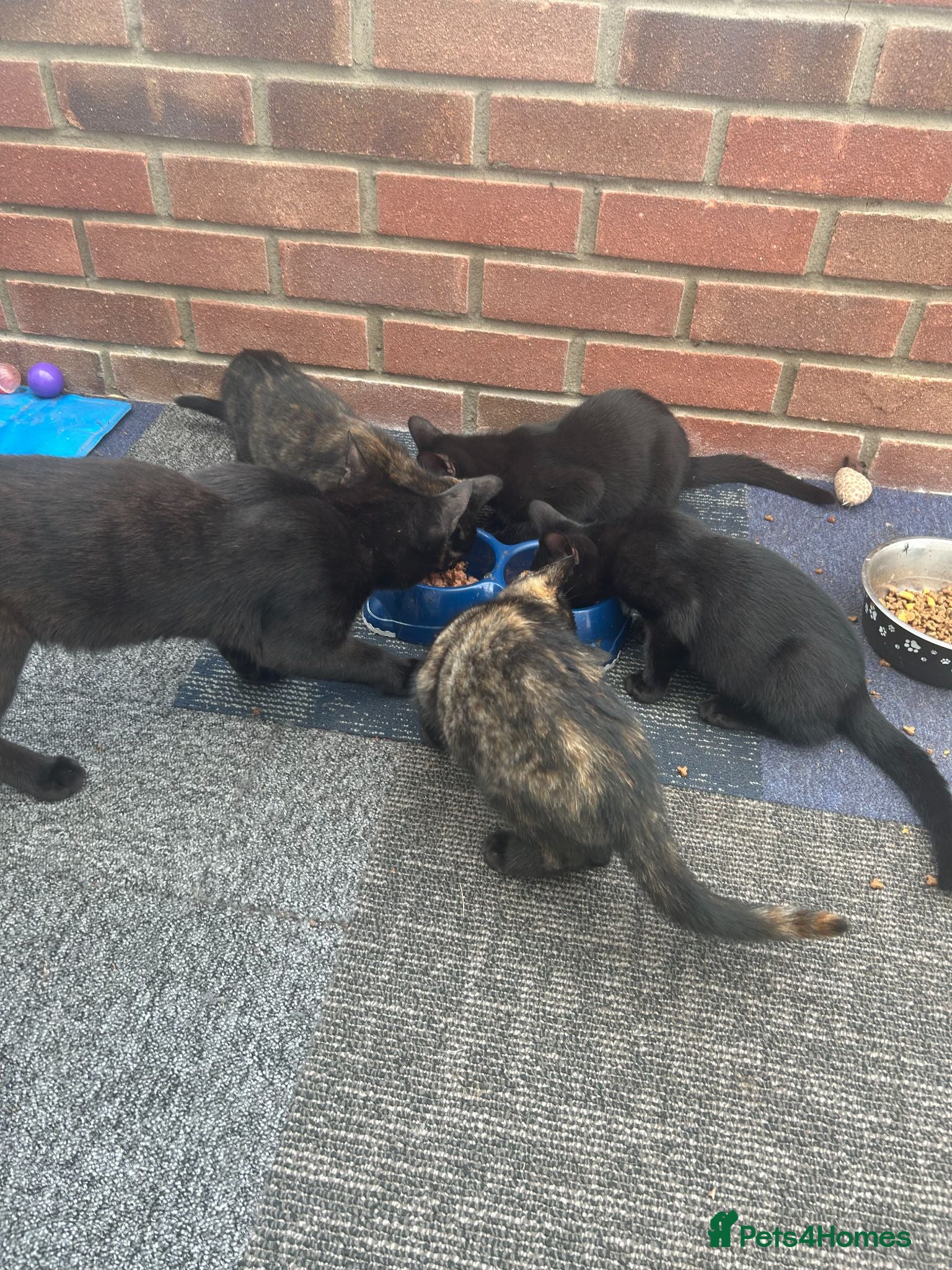 Domestic Shorthair cats Five Beautiful Kittens ready for their new home - Advert 1