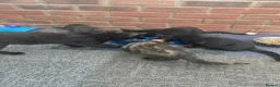 Domestic Shorthair cats for sale: Five Beautiful Kittens ready for their new home - Advert 1