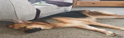 German Shepherd dogs for sale: Freya - Advert 2