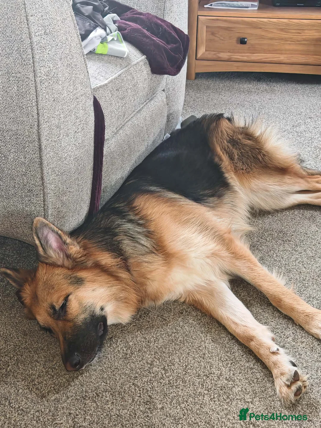 German Shepherd dogs for sale: Freya - Advert 2