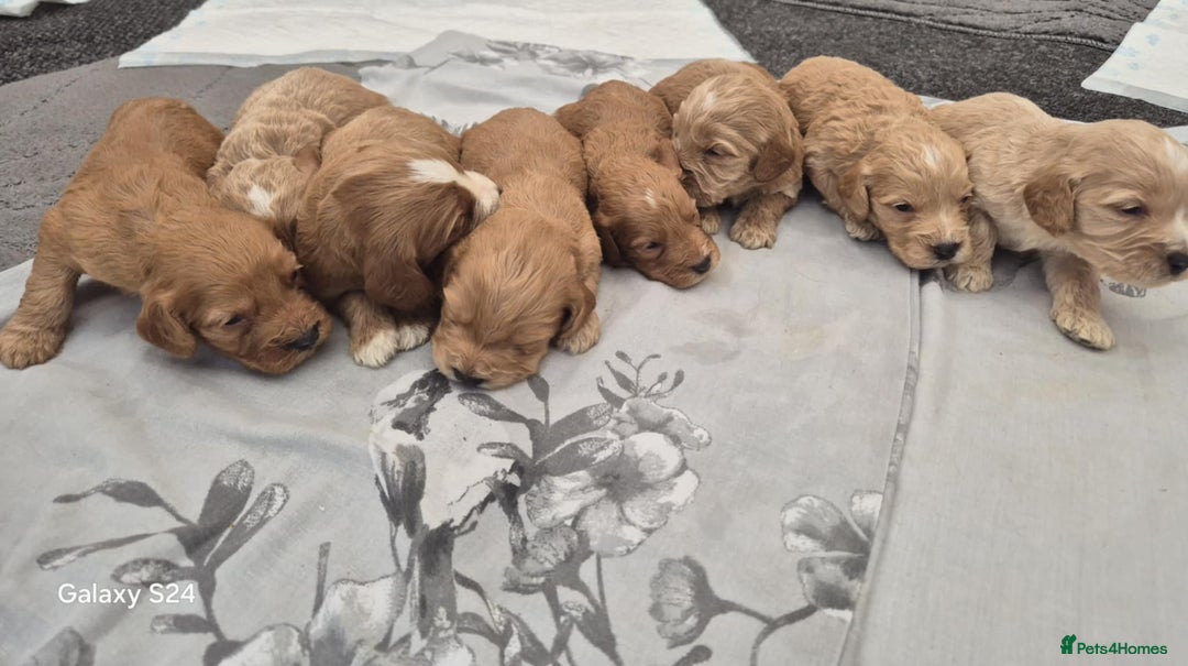 Miniature Poodle dogs for stud: Red Miniature Poodle Stud package Available  in Southampton - Advert 37