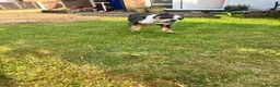 English Bulldog dogs for sale: 1year old English bulldog bitch in Bury - Advert 7