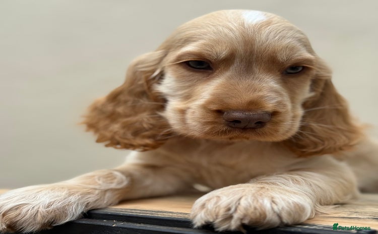 Cocker Spaniel dogs - Advert 1