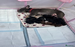 Mixed Breed dogs for sale: 4 week old puppies - Image 15